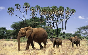 three brown elephants on brown grass field during daytime